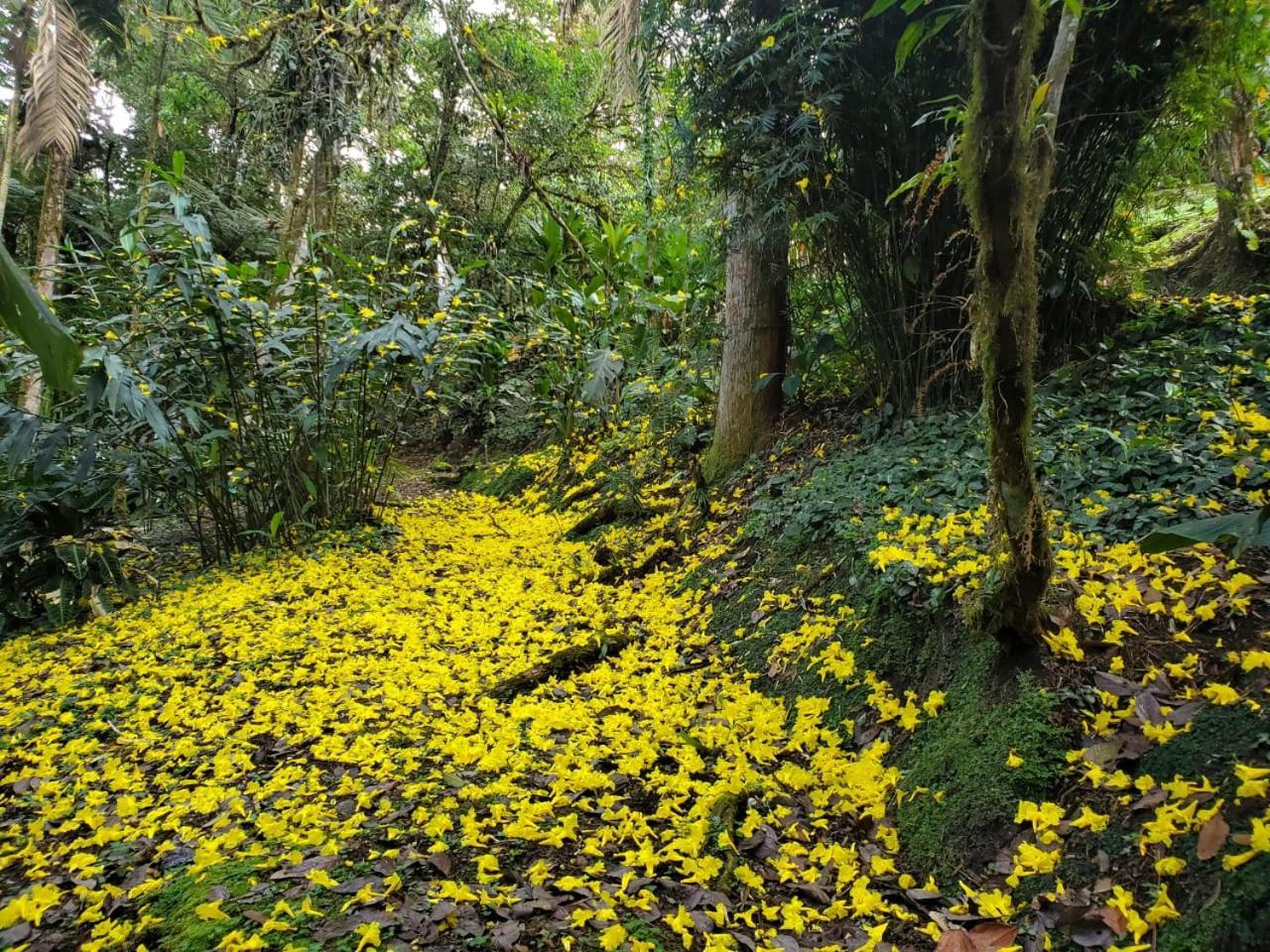 Estacion Biologica Las Cruces Y Jardin Botanico Wilson San Vito Buitenkant foto