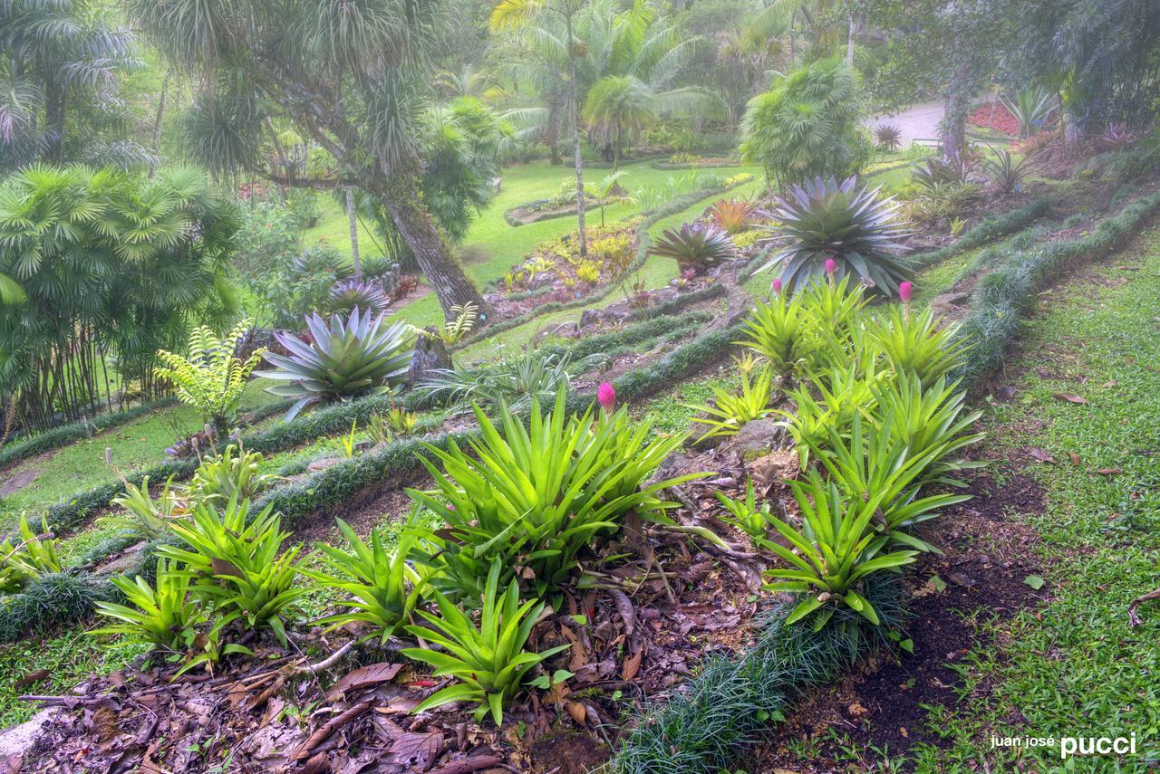 Estacion Biologica Las Cruces Y Jardin Botanico Wilson San Vito Buitenkant foto