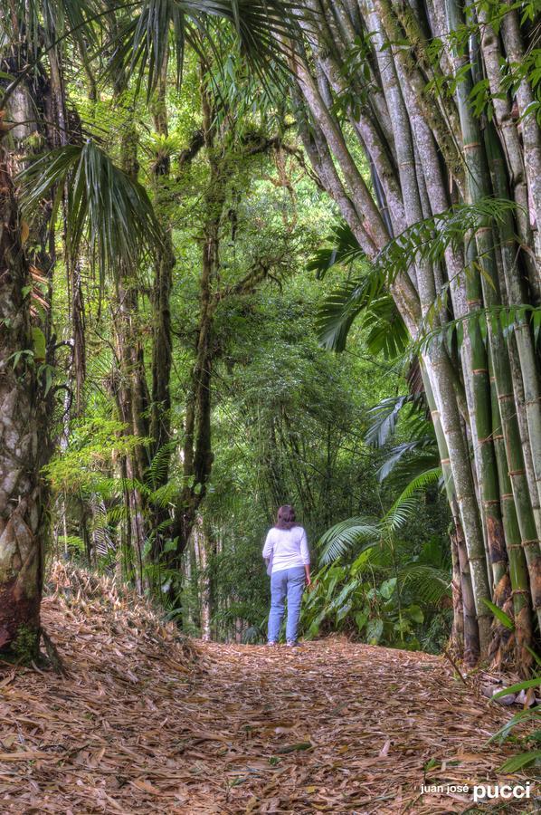 Estacion Biologica Las Cruces Y Jardin Botanico Wilson San Vito Buitenkant foto